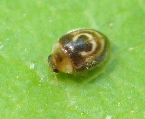 Clitostethus arcuatus